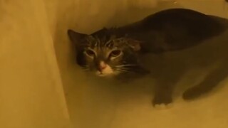 Kucing Sonar (2013)