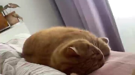 Apa?! Sekarang sudah ada penginapan kucing ya? Σ(ﾟ∀ﾟﾉ)ﾉ