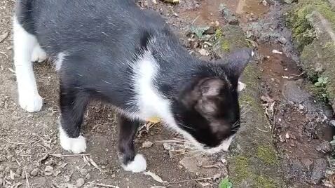 kucing imut dan lucu
