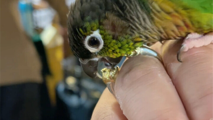 أشتري مرة واحدة في السنة! وأتناوله لمدة عام كامل!