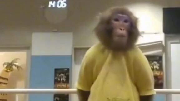 Karate Monkey