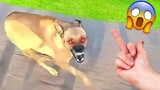 Unleashing the Laughter: The Funniest Dogs Caught on Camera | Pets Island