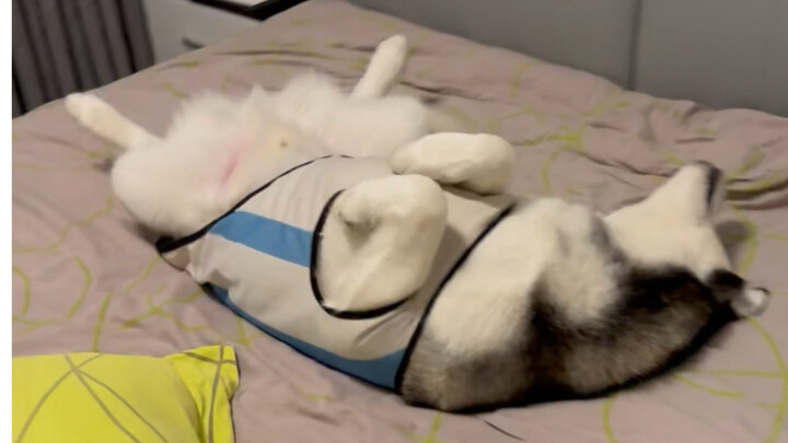 Begitu saja kok nggak ketemu anjingnya? Ternyata dia tidur nyenyak di dalam rumah ini selama ini!