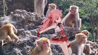 Apa? Shan Bao akan mengadakan konser di Monkey Mountain?