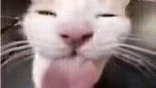 ลิ้นจี่ใหญ่มาก ไปเก็บหน่อย