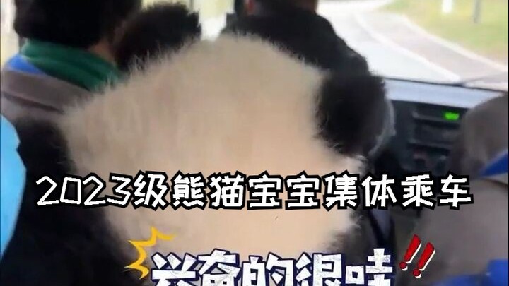 Bayi panda angkatan 2023 naik kendaraan secara bersama-sama; sebersih apa di atas panggung, sesemraw