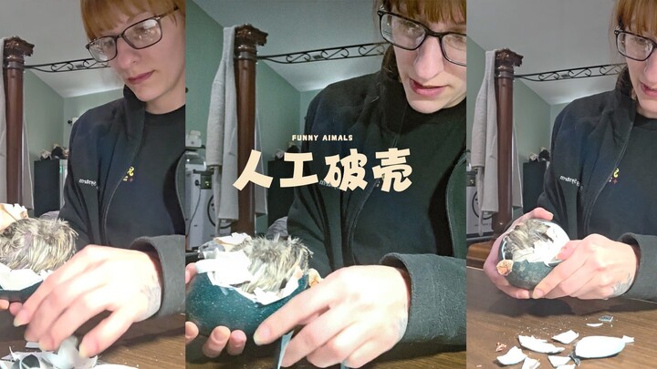 มาดูการช่วยเหลือมนุษย์ให้ลูกนกอีมูฟักออกจากไข่กัน 🐣