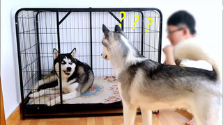 Husky Muốn Gặp Con, Chó Mẹ Không Cho Còn Dữ Dằn Với Nó!