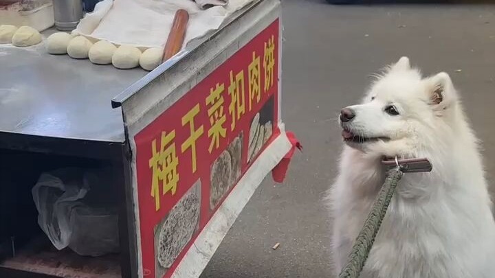 Teman bertanya mengapa saya selalu sangat lelah setiap kali membawa anjing jalan-jalan