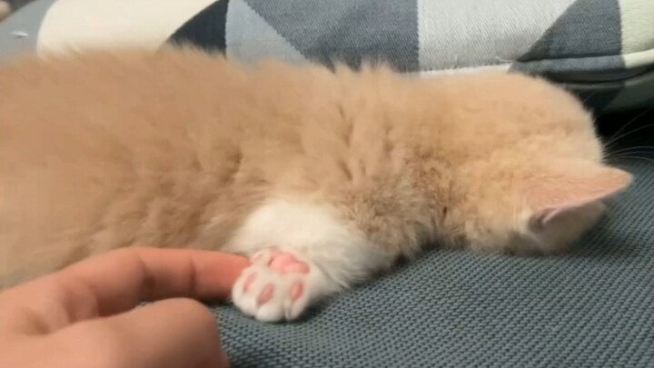Dunia akan hancur tanpa anak kucing