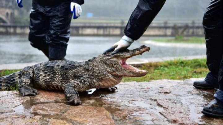 Alligator: Such a release is a humiliation to our crocodile family!