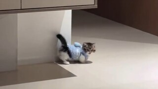 Kucing: Kamu tidak tahu kan kalau aku pemalu?