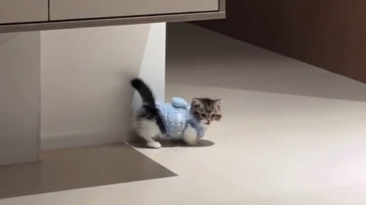 Cat: Don’t you know I’m timid?