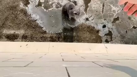 قفزت القطة من على حافة النافذة أثناء فتحها، ثم قامت مع صاحبتها بمشهد يشبه المشاهد السينمائية فقط! عل