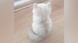[Hewan] Anak-anak kucing pasti jelmaan malaikat!|<恋愛サーキュレーション>