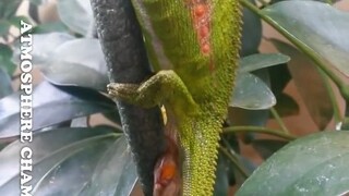 The entire process of a chameleon baby being born—was genuinely scared when it fell down!