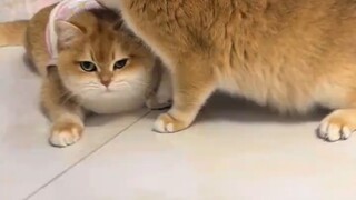 No matter how grown-up you are, you're still mommy's baby.