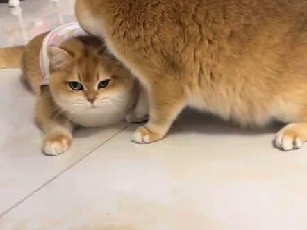 مهما كبرتُ، تظلّ طفلاً لدى أمي.