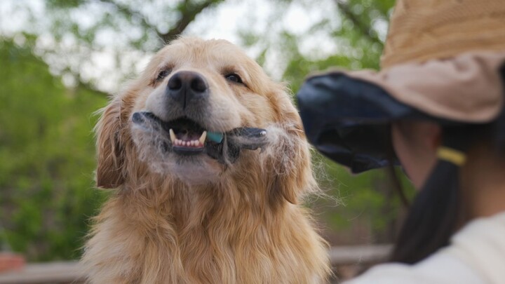 Teman Bilibili udah kacau, bulu anjing aja belum cukup, bulu kucing juga dibutuhin!