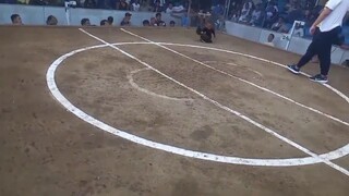 2 hits ulutan at Santa Rosa Cockpit. 1st fight win