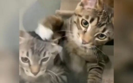 น้องแมวเข้าใจทุกอย่างเลยใช่ไหม?