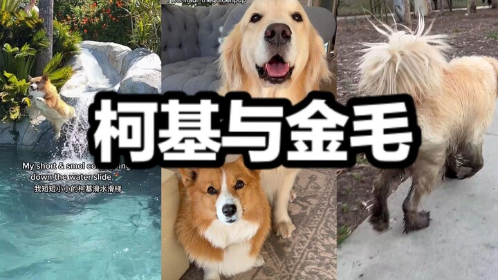 Saat kamu memiliki dua ekor anjing dengan kepribadian yang berbeda