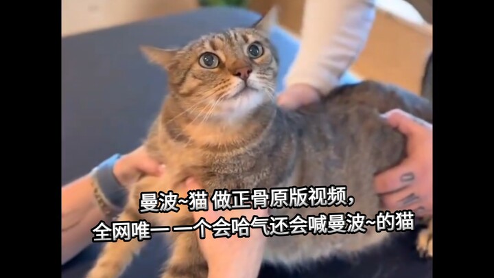Kucing Mambo~ membuat video asli tentang terapi tulang, satu-satunya kucing di seluruh internet yang