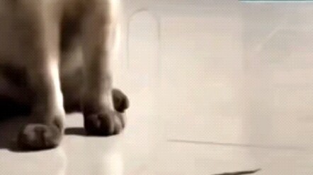 Kucing kecil: Yiba ini masih mau nggak～?