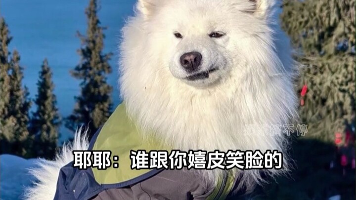 So it turns out Samoyeds aren’t smiling—they’re just hot!
