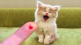 Kucing Lucu 2022 - Video Kucing Lucu Banget Bikin Ngakak #2 | Video Hewan Lucu