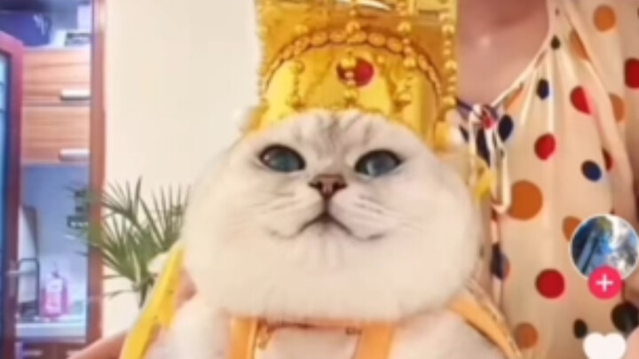 【TikTok】Overseas Fans Watch Chinese Influencer’s Cat Fen’er Try New Outfits | Overseas TikTok Users 