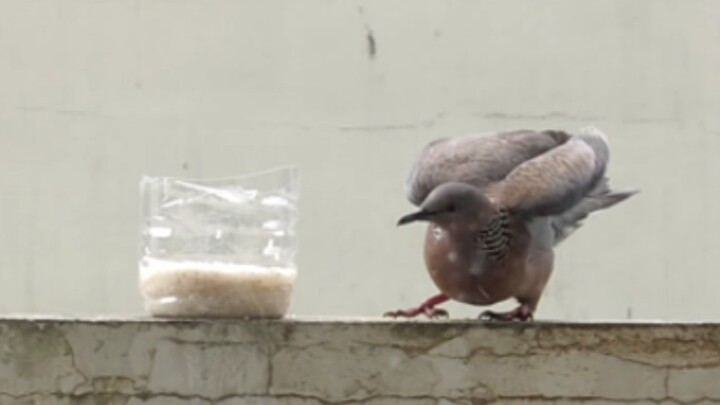 Một chú chim ngốc nghếch vật lộn với chính mình suốt hai phút.