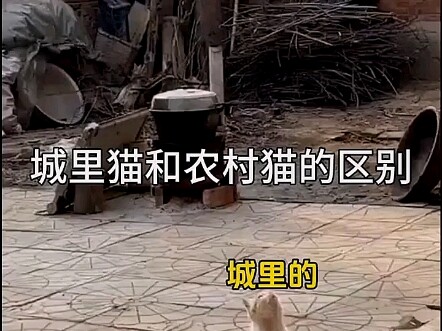 Sự khác biệt giữa mèo thành phố và mèo nông thôn