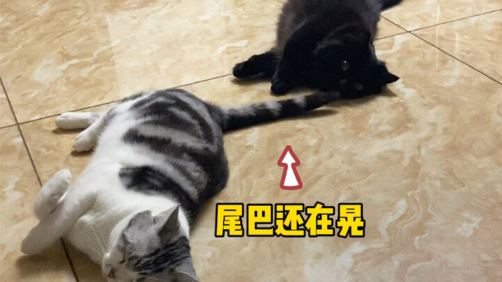 The well-behaved kitten has already started helping to take care of the baby!