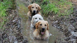 Do you still want a Golden Retriever dog? 😱