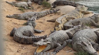 The owner of the crocodile breeding base explained on the spot: There are only a few thousand crocod