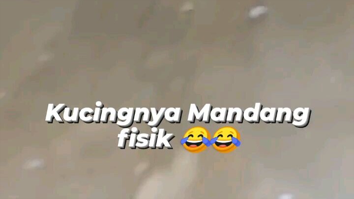 kucing aja mandang fisik😂