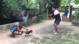 Pure sbr stag vs manok ng kapitbahay