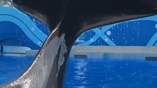 Wow, killer whales that can understand human speech are just too cute! "Killer whale" is cute.