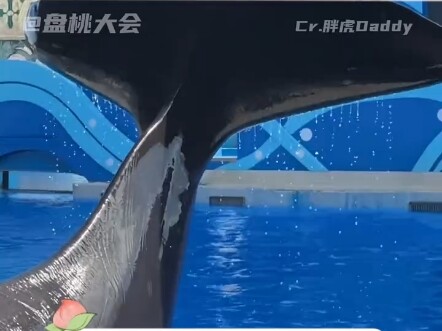 妈呀，听得懂人话的虎鲸也太可爱了！"虎鲸 "可爱 "