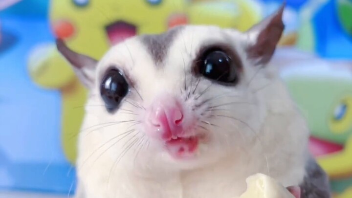 Kumpulan Solusi Agar Sugar Glider Tidak Makan Kepompong Ulat Sutera, Lihat betapa harumnya makanan s