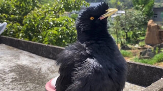 Apa salahku sampai ditindas burung ini?