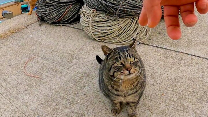 Saya mengelus seekor kucing belang di pelabuhan nelayan, ternyata malah berubah jadi lokasi pestapat