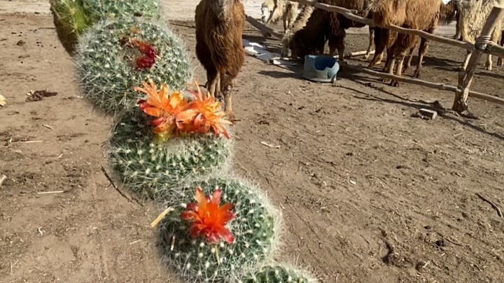 Eating Skewered Candied Hawthorns