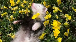 Mink on the roadside...