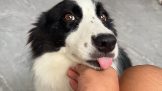 What is it like when your Border Collie is a dog?