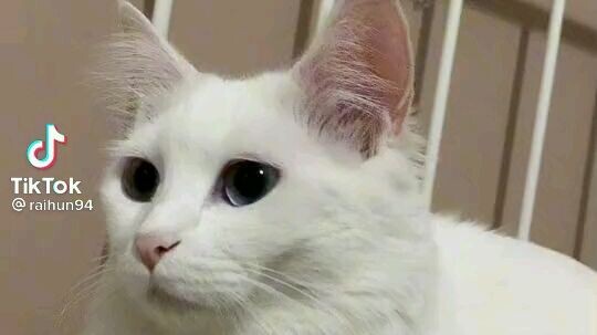 cute cat