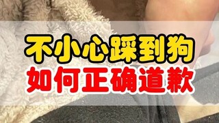 How to apologize correctly if you accidentally step on a dog? (Cover source: Xiaoq's Little Base) Xi