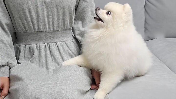 Pretending not to see the dog—its anxious reaction is so cute!!