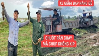 Độc nhất chỉ có ở Miền Tây.! Không chụp kịp chuột rắn trong năng đế chạy ra xe phá năng để làm lúa